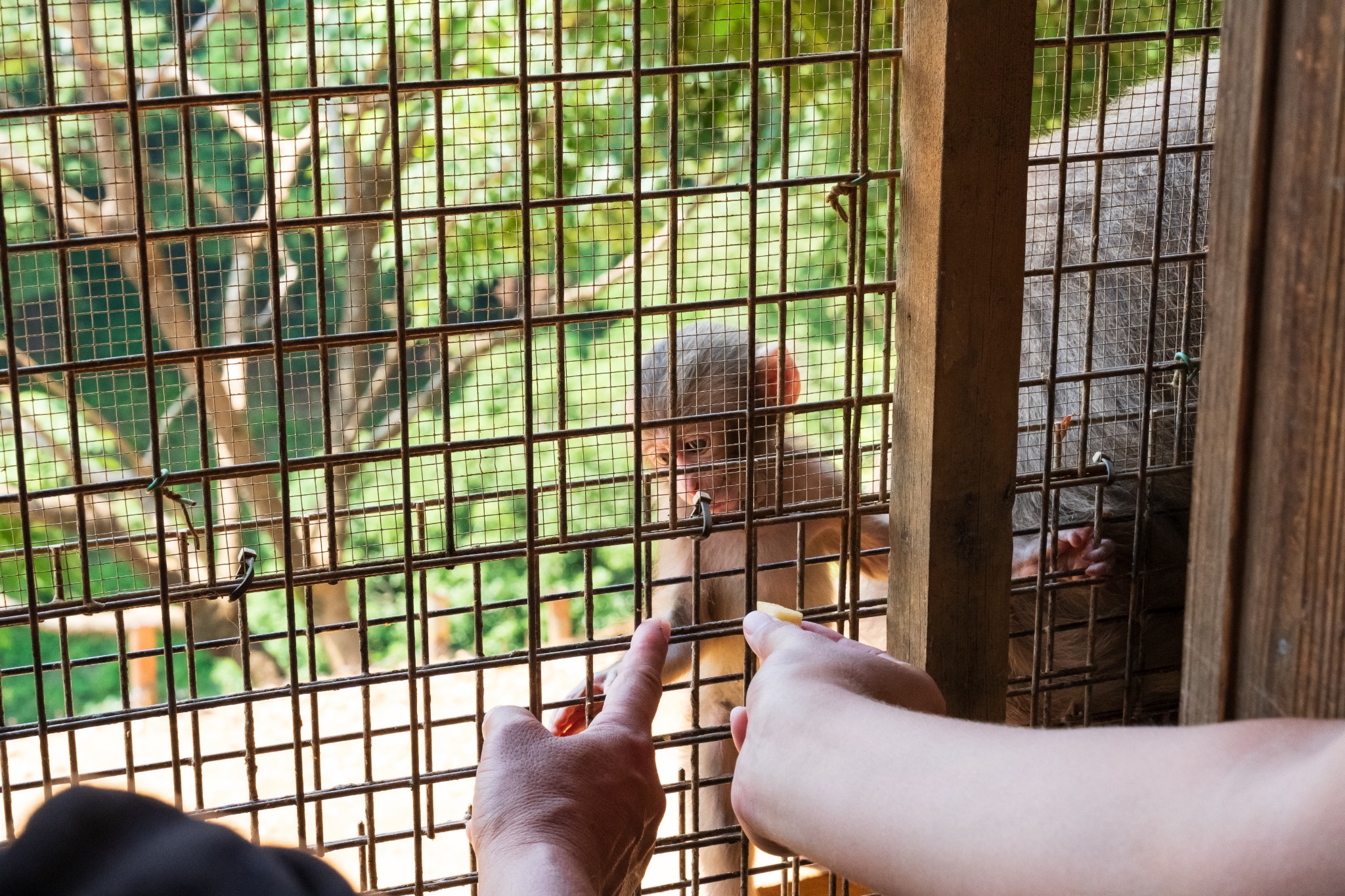 Monkey Park Iwatayama feeding experience