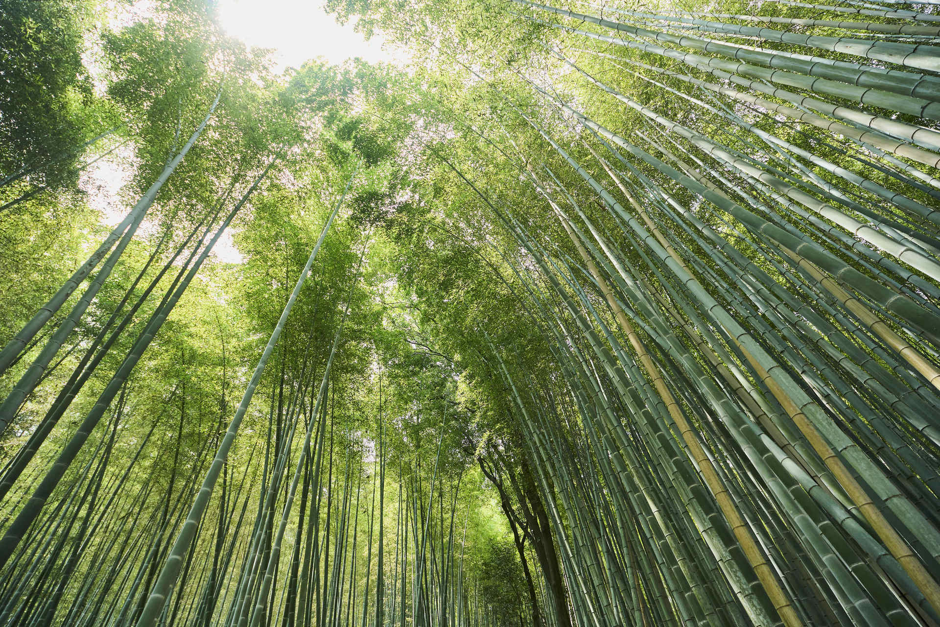 Sunlight through the Arashiyama bamboo grove